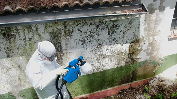 Trusted Mold Inspection service in Thorndale, PA - Cheap Mold Removal
